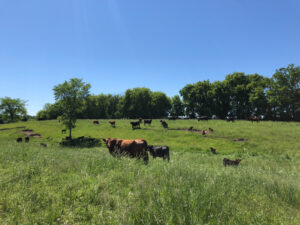 Peterson Cattle Grazing in Field