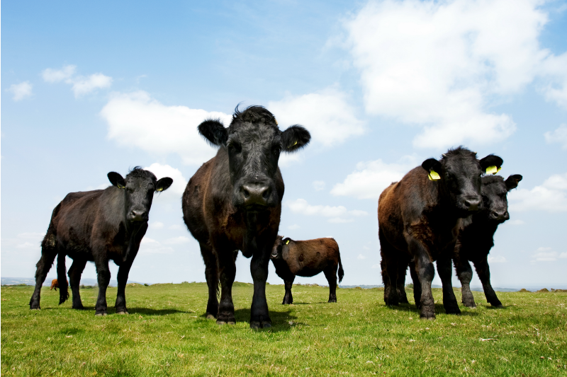 Grass-fed Beef Cattle