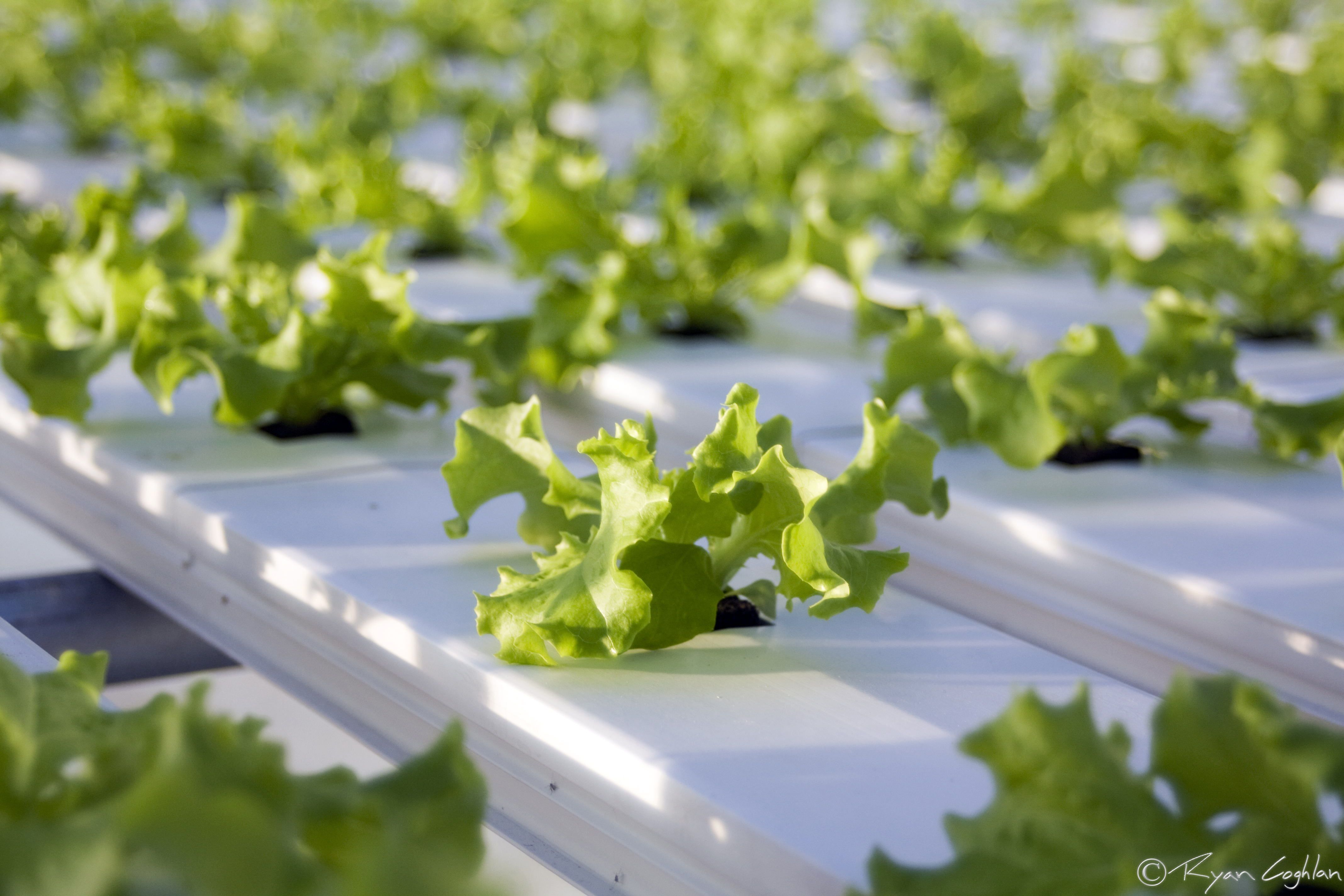 Hydroponics 101 What Is Hydroponics Lakewinds Food Co op