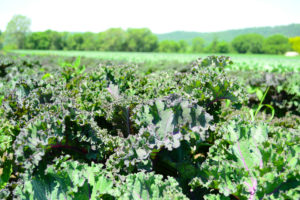 Local Kale for a CSA Box