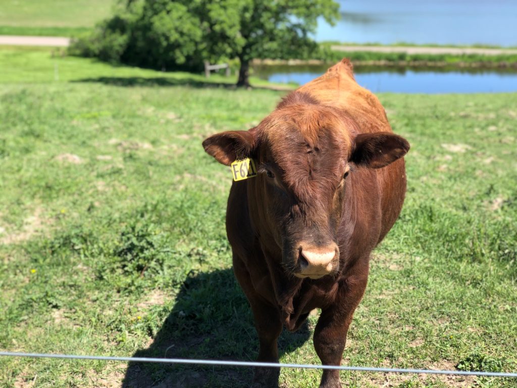 Peterson Beef Limousin Cattle