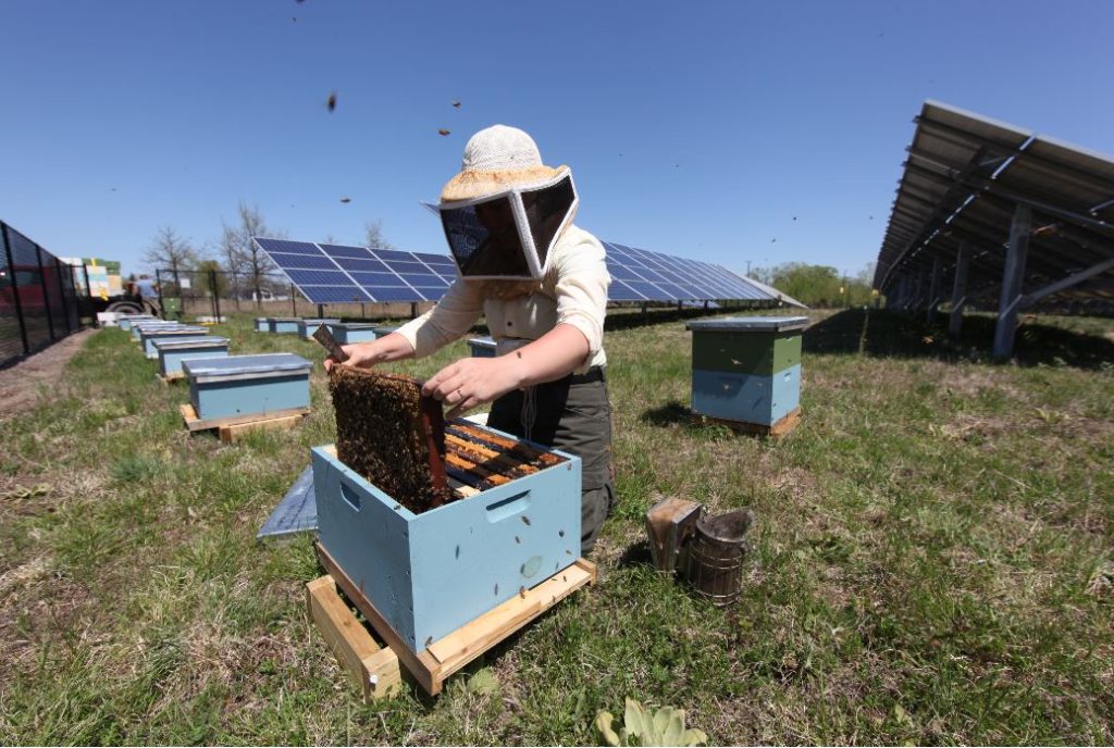 Local Honey Beekeeper at Hive