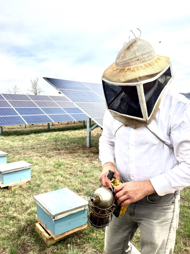 Beekeeper Checking Hive