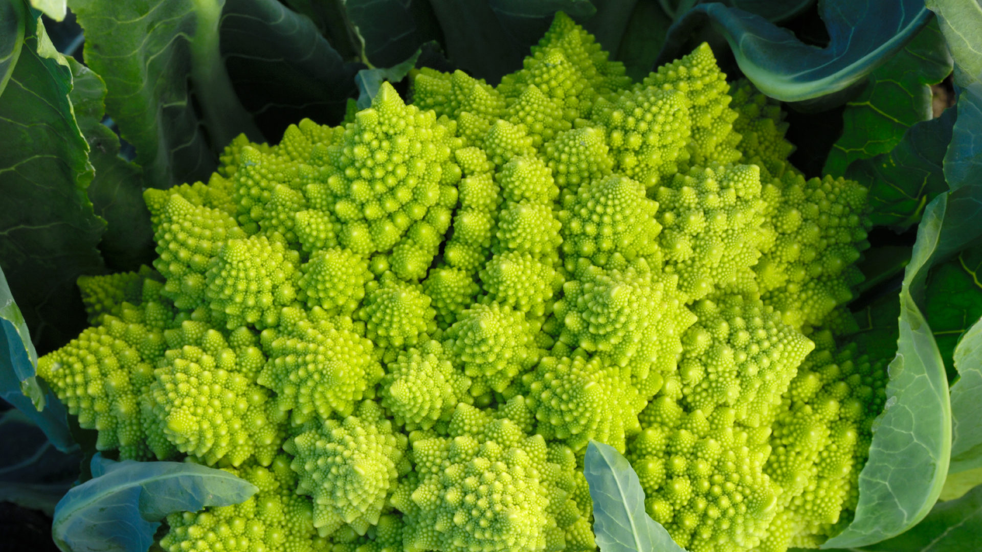 What is Romanesco and How to Use It | Lakewinds Food Co-op