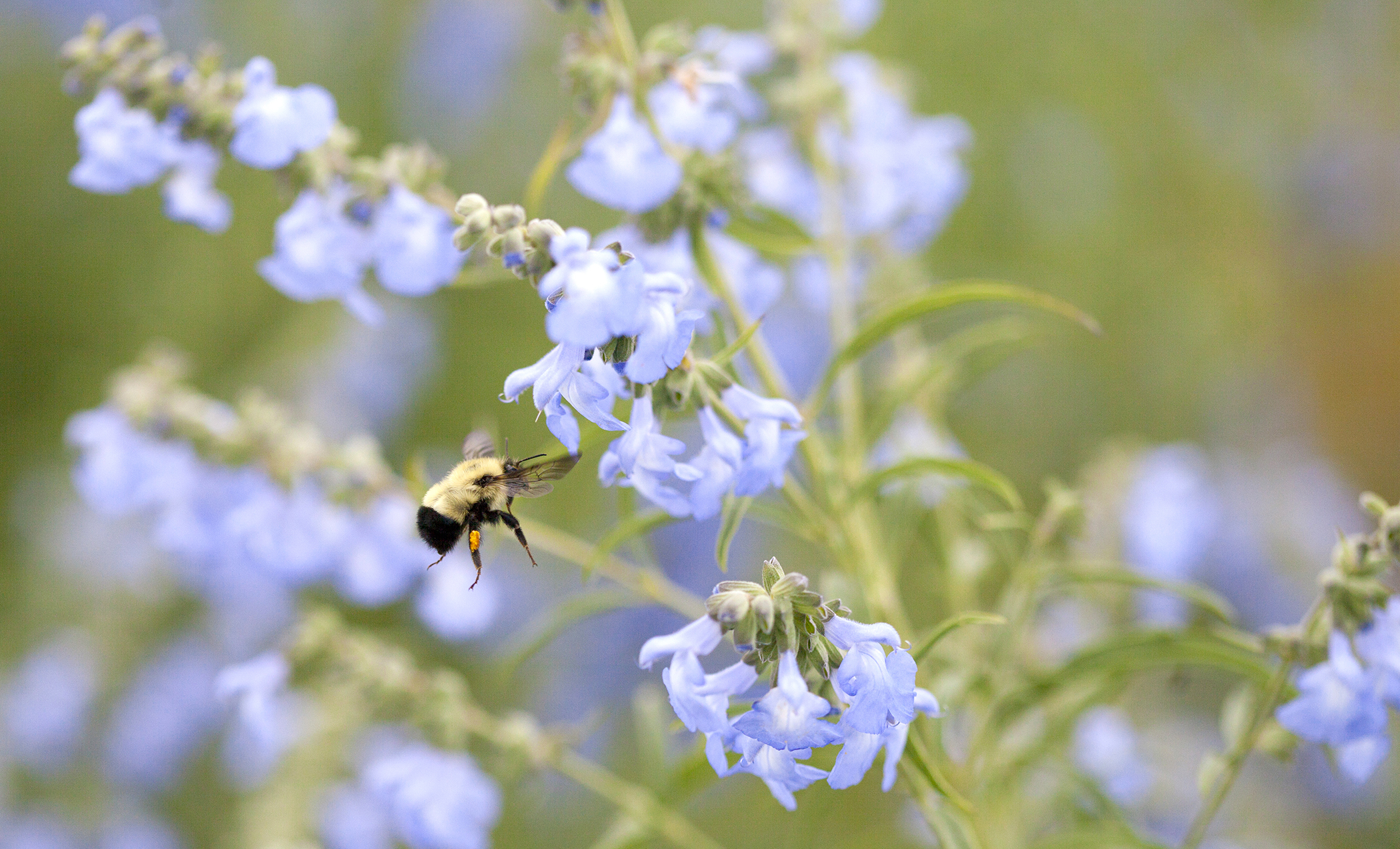 A Bee Pollinates a Purple Flower