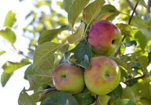 Local Apple Farmer Charlie