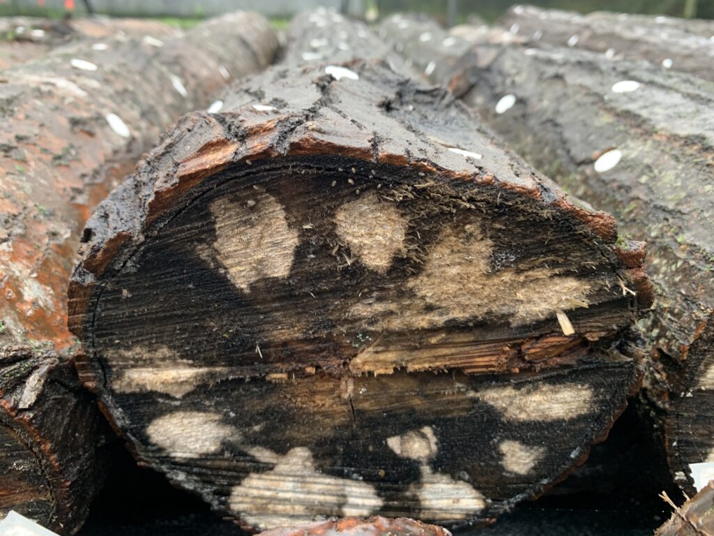 Mycelium Grows in the Outer Layer of the Log