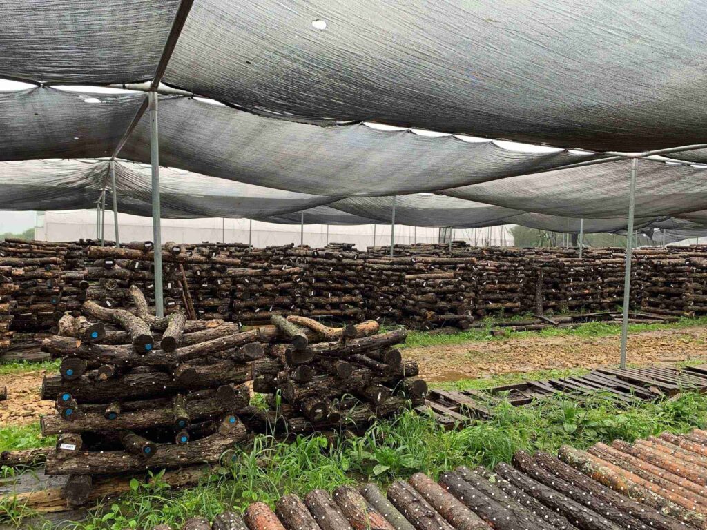 Under the Tent Logs Are Stacked and Allowed to Fruit