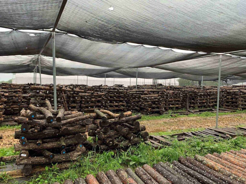 Under the Tent Logs Are Stacked and Allowed to Fruit 