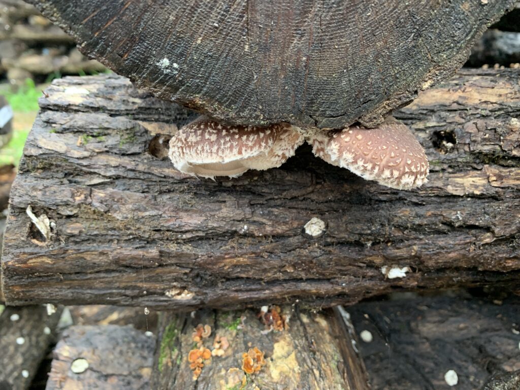 Growing Shiitake Mushrooms Naturally On a Log