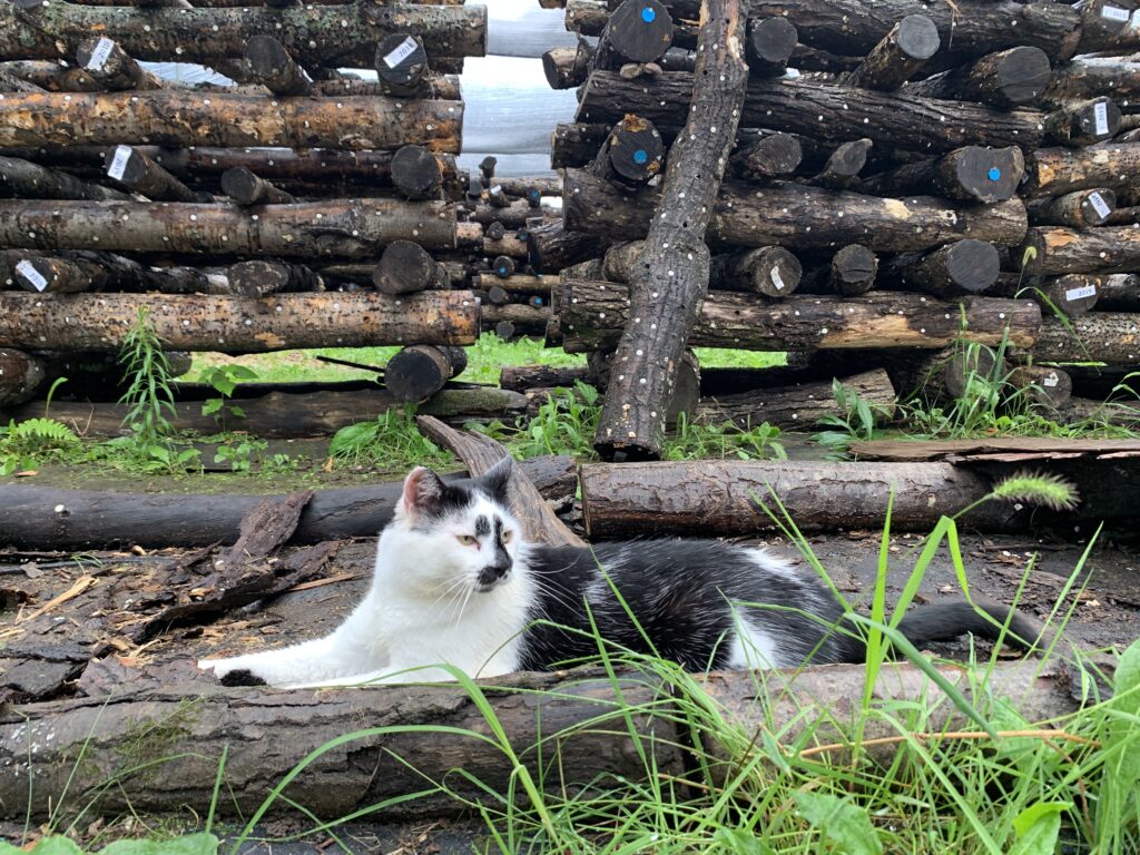 Spore the Cat Rests Amongs the Stacks of Mushroom Logs