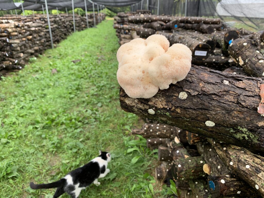 A Large Head of Lion's Mane Grows On a Log with Spore the Cat Nearby