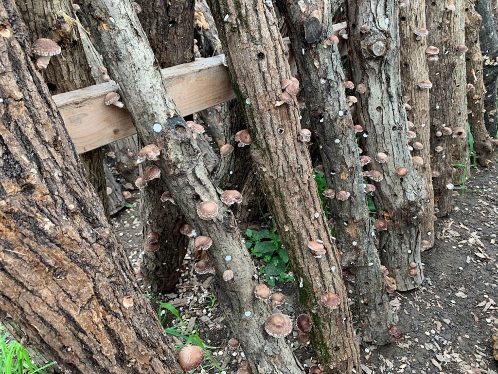 Growing Mushrooms on Logs Has Been Around for Centuries