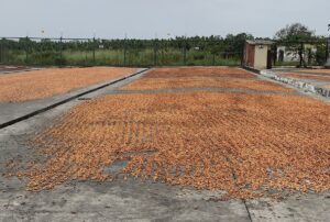 Cacao Beans Drying in Sun