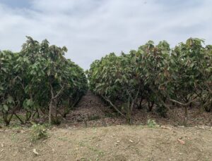 Cacao Trees in Rows on the Farm