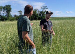 Kernza farmers survey a field