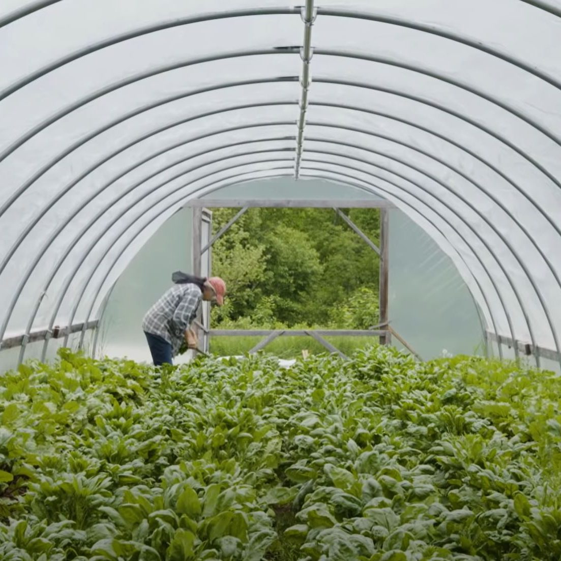 Off Grid Farmer in a Hoop House Growing Veggies