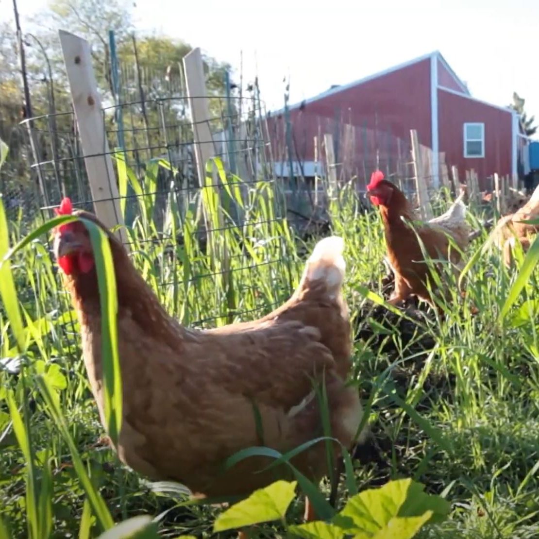 Sustainable Food Farm, Chickens in a Grassy Field