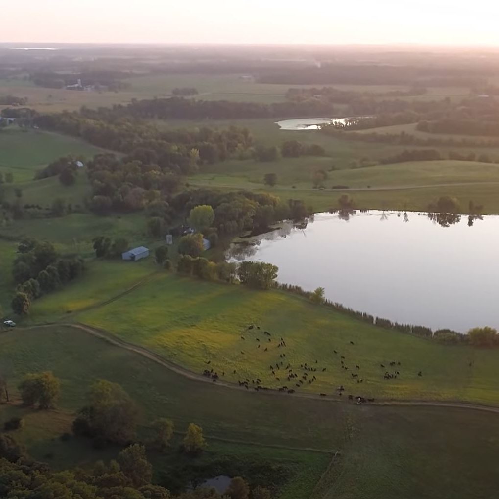Drone Photo of Sustainable Food Farm, Beef Grazing