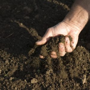 a hand sifts through healthy soil near the ground