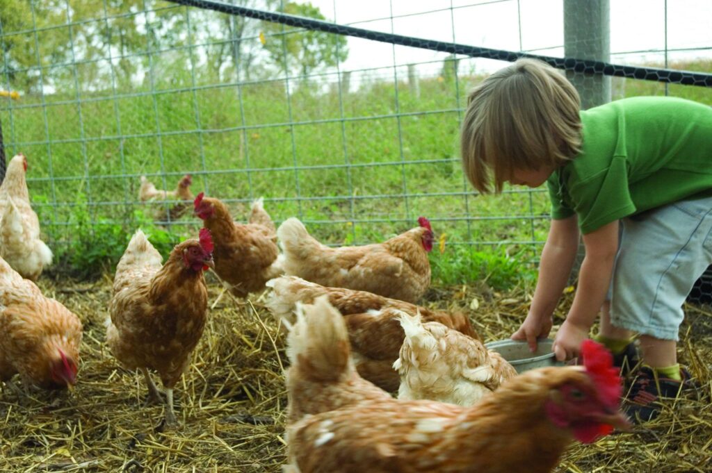 a boy feeds several chickens in a field