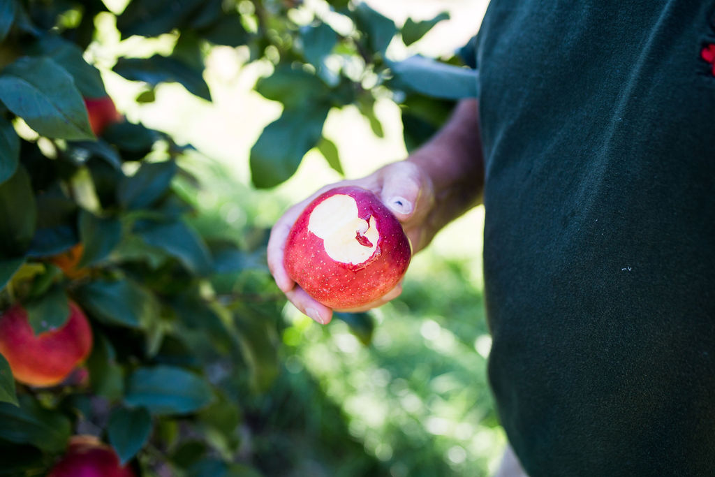SweeTango apple variety promoted by coop - Fruit Growers News
