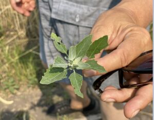 Foraging is Taught on the Farm