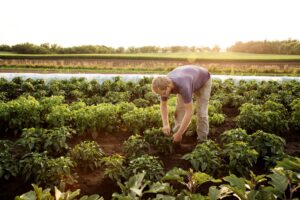 a farmer bends to harvest from a plant at dusk