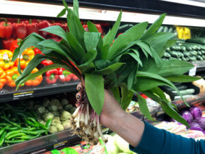 Bunch of Ramps Held Up Like a Bouquet in the Produce Aisle