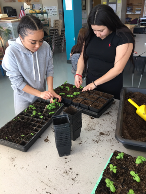 IAA_Indoor Garden transplanting