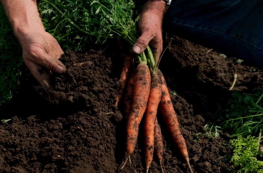 Featherstone Carrots in the Field