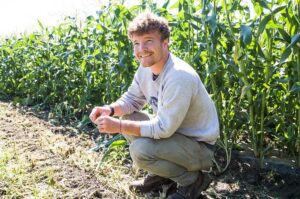 Featherstone Employee Crouches by Sweet Corn