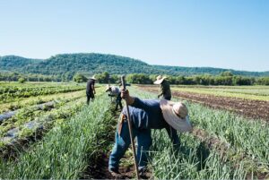 Employees in the Fields