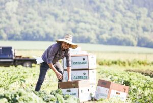 Featherstone Employee Picking Cabbage