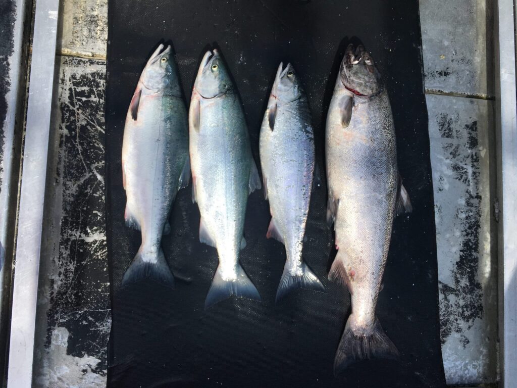 Four Alaskan salmon are laid out on the floor of a fishing boat.
