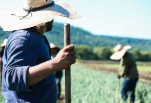 Featherstone Farmers Working in the Field