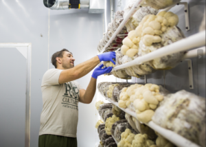 R and R Mushrooms Owner Selecting Mushrooms in a Growing Chamber