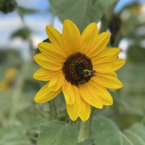 Yellow Flower with Bee