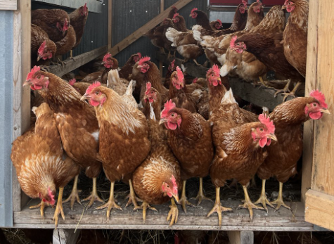 Chickens Standing In Coop