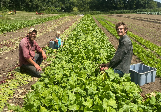 Workers In A Vegetable Garden