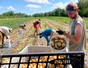 Workers Harvesting In Farm Field