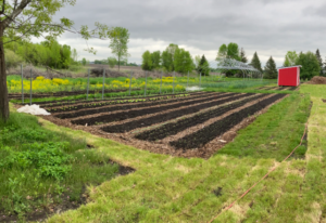 Vegetable Planting Beds On Farm