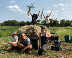 Working Post In Field With Garlic