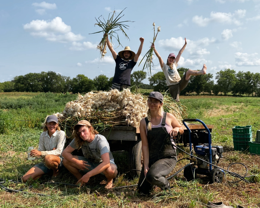 Working Post In Field With Garlic
