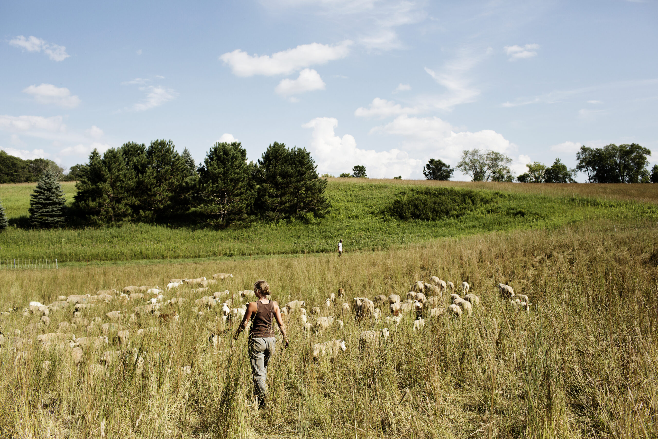 Whetstone Farmers Walking In Field with She