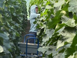 Farmer Becca Picks Cucumbers In Her Greenhouse