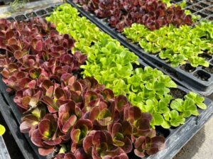 Trays of Red and Green Lettuces