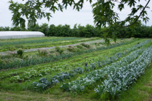 Overlooking Row Crops at Fox and Fawn Farm