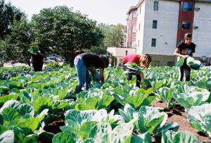 Youth garden at urban farm site