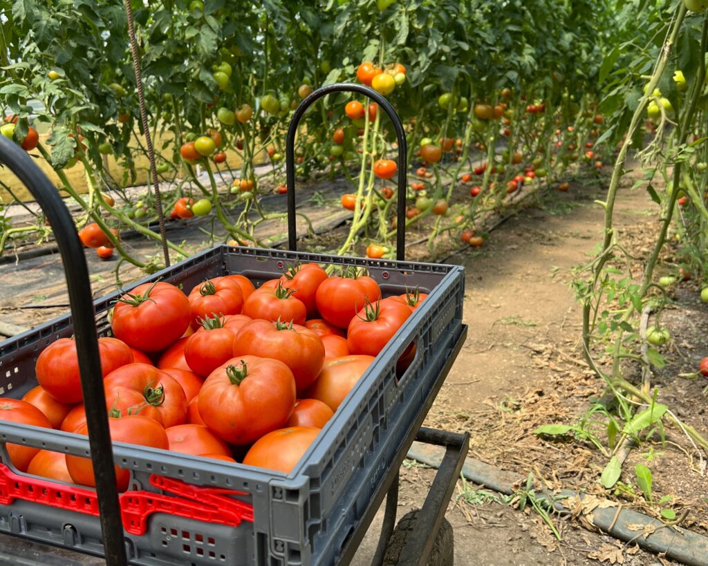 Tomato Cart in Greenhouse